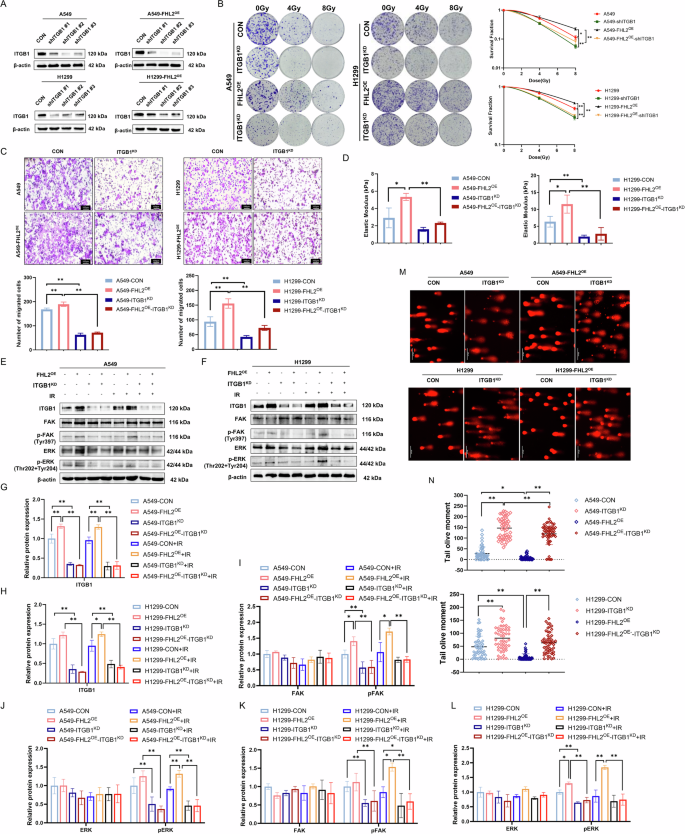 Fig. 6: ITGB1 Knockdown Attenuates FHL2-Induced Radioresistance and FAK/MAPK Signaling Activation in Tumor Cells.