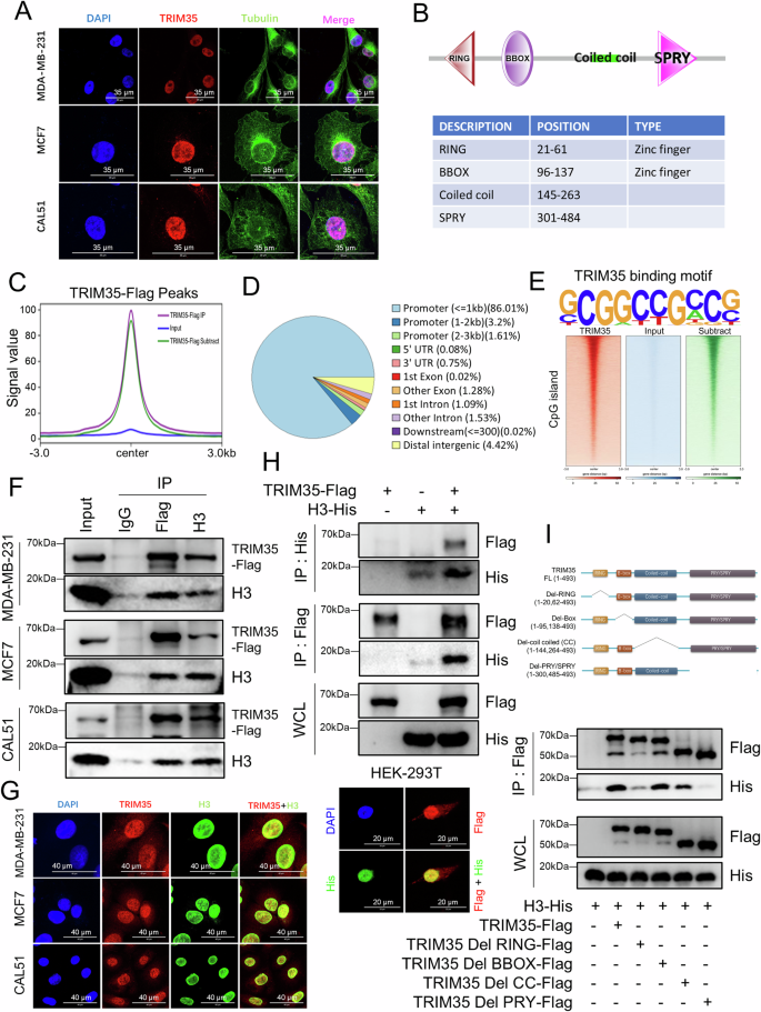 Fig. 3: TRIM35 specifically binds to genomic promoters and interacts with H3.