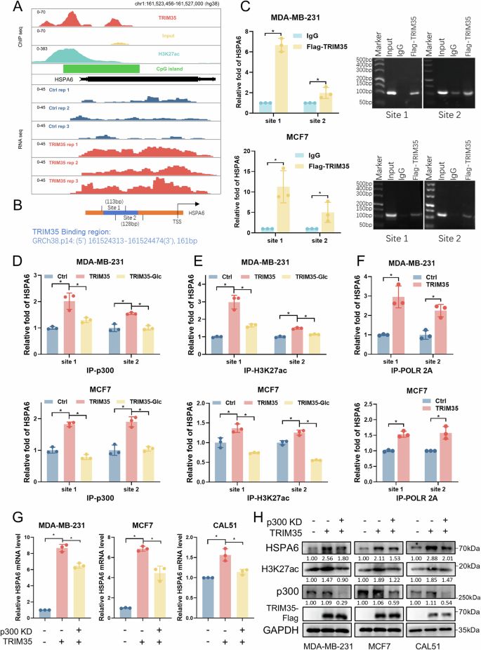Fig. 6: TRIM35 binds to the HSPA6 promoter and epigenetically modifies H3 to promote HSPA6 transcription.