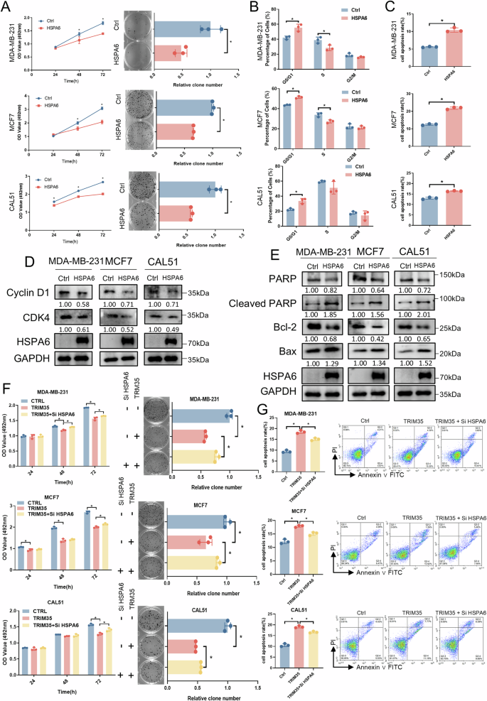 Fig. 7: HSPA6 suppresses breast cancer cell growth and mediates TRIM35’s anti-tumor effect.