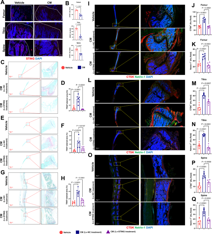 Fig. 3: STING activation suppresses the formation of OPNs.