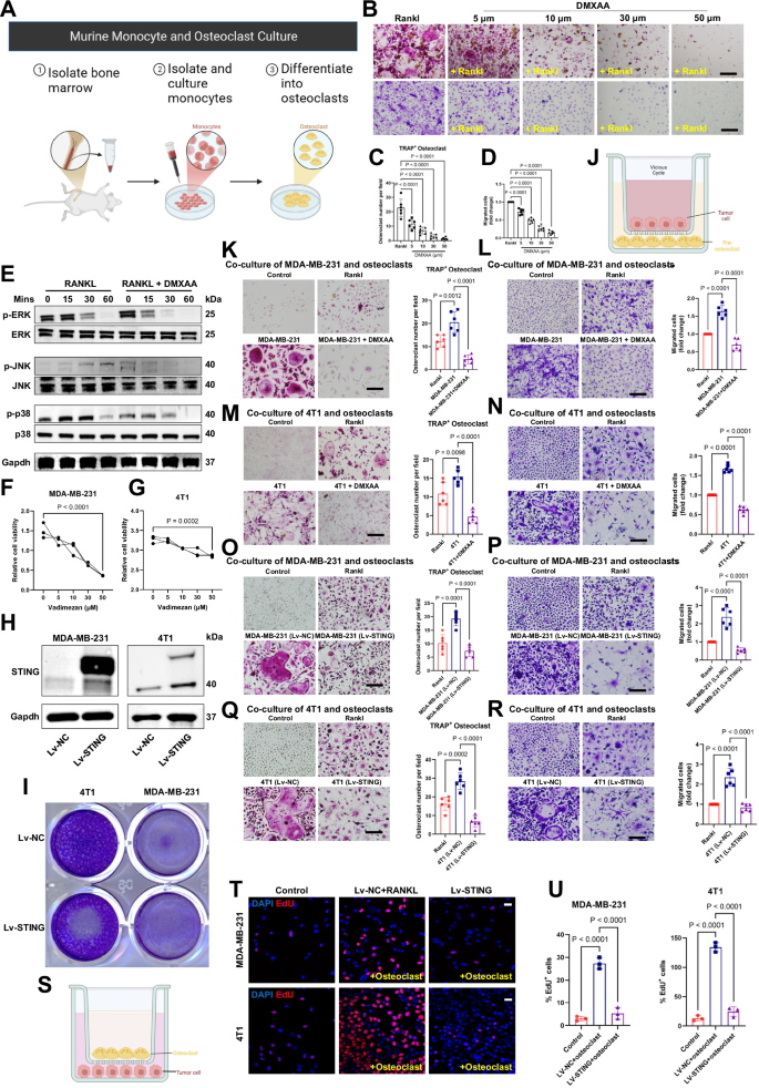 Fig. 4: The vicious cycle: STING regulation of breast cancer bone metastasis.