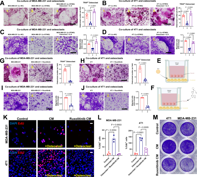 Fig. 5: Regulation of the vicious cycle of breast cancer bone metastasis by STING depends on IL-6/STAT3.