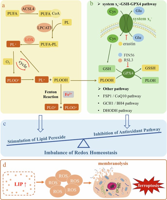 Fig. 1: Molecular mechanism of ferroptosis.