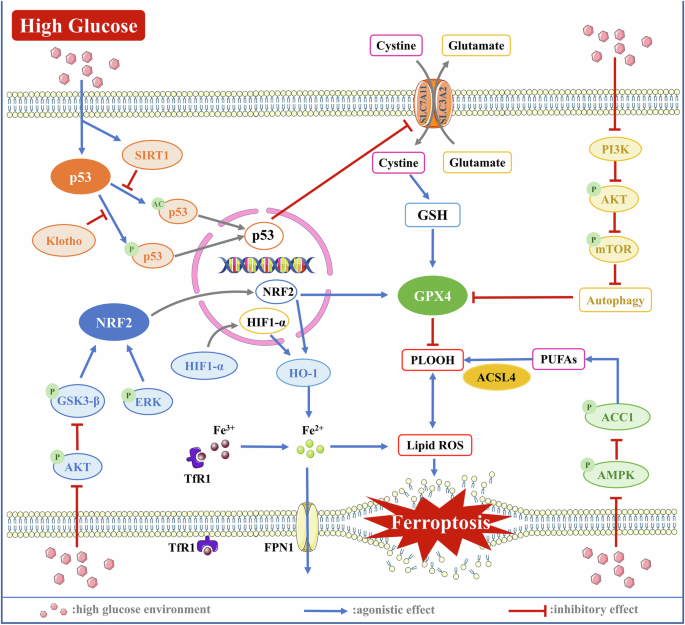 Fig. 3: The classic molecular mechanism of ferroptosis in diabetic tissue cells under high-glucose conditions.