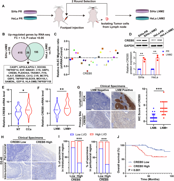 Fig. 1: CREB5 is associated with lymph node metastasis in cervical cancer.