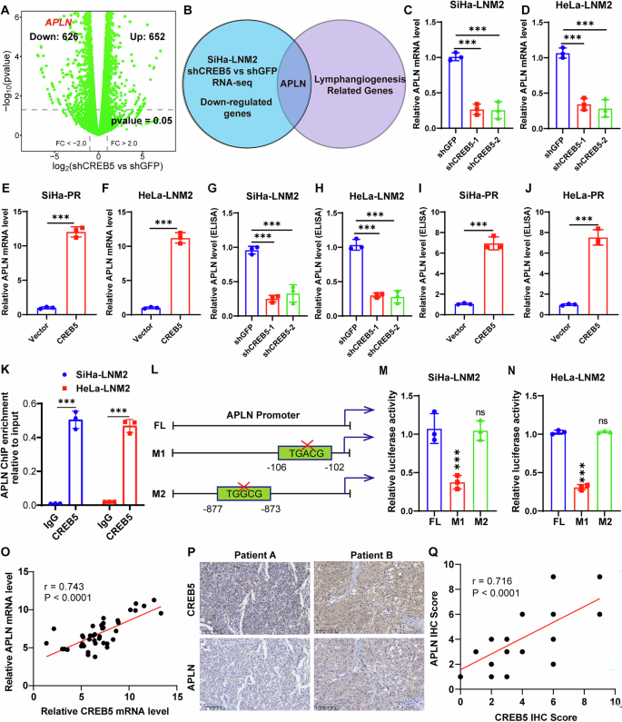 Fig. 4: CREB5 transcriptionally activates APLN expression.