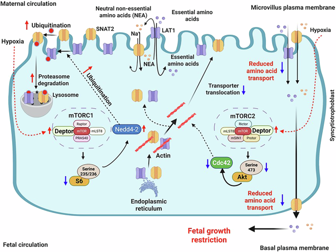 Fig. 10: Proposed model linking elevated DEPTOR expression to impaired trophoblast mTOR signaling and reduced amino acid transport in human fetal growth restriction.