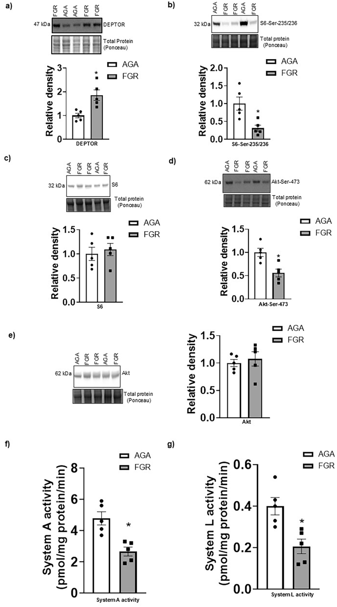 Fig. 1: Elevated DEPTOR protein expression associated with decreased mTORC1, mTORC2 signaling and System A and System L amino acid transport activity in FGR PHT cells.