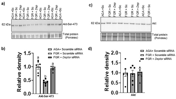Fig. 4: Normalizing DEPTOR protein levels in FGR PHT cells restores the mTORC2 signaling.
