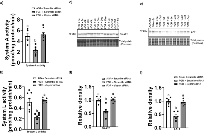 Fig. 5: Normalizing DEPTOR protein level in FGR PHT cells restores System A and System L amino acid transport activity and microvillus plasma membrane SNAT2 and LAT1 expression.