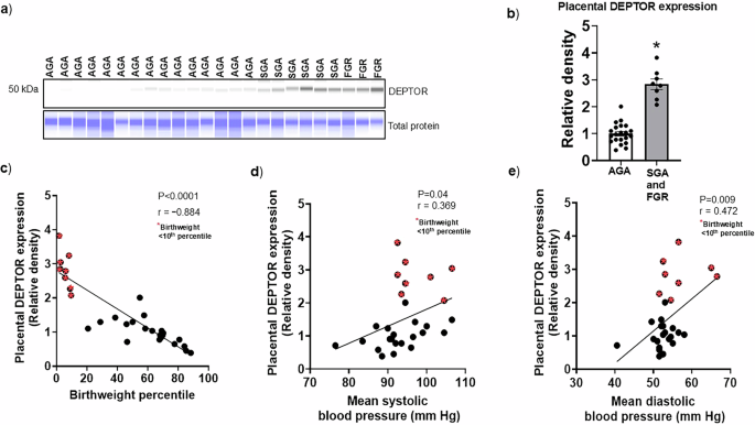 Fig. 9: Elevated placental DEPTOR protein expression in FGR/SGA is associated with lower birth weight and higher childhood blood pressure at 4–6 years of age.