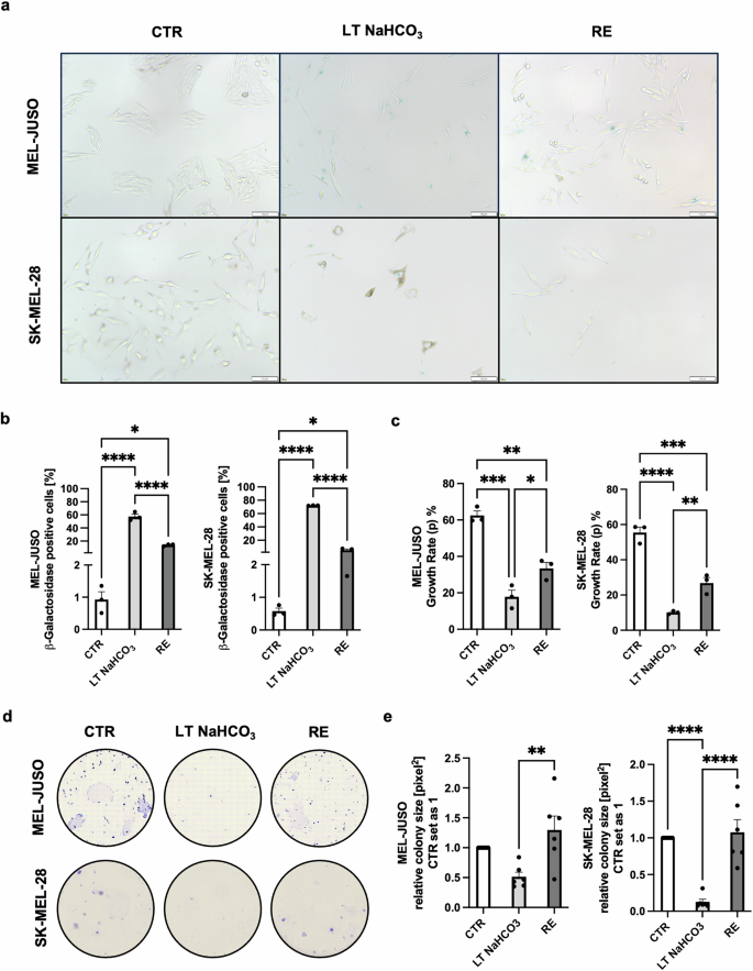 Fig. 2: Reintroduction of long-time acidosis treated cells to physiological pH results in loss of senescent phenotype and resumption of proliferation.