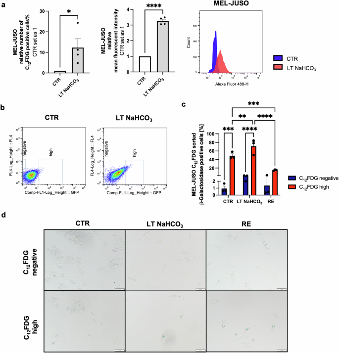Fig. 3: Flow cytometric analysis and isolation of senescent subpopulations with C12FDG staining.