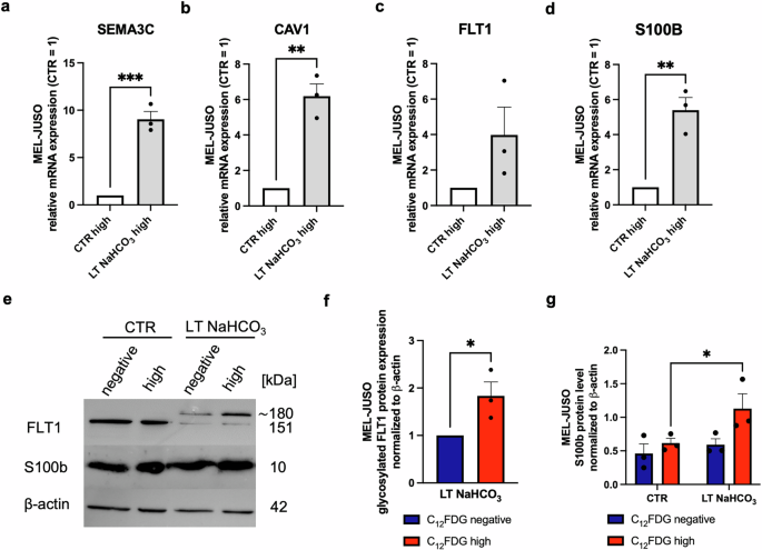 Fig. 6: Molecular analysis of migratory phenotype in acidosis induced subpopulations of MEL-JUSO melanoma cell lines.