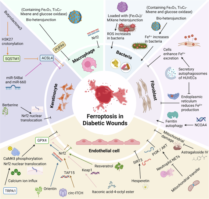 Fig. 1: This figure illustrates four major cell types (endothelial cells, keratinocytes, macrophages, and fibroblasts) and microbial factors involved in ferroptosis of diabetic wounds.