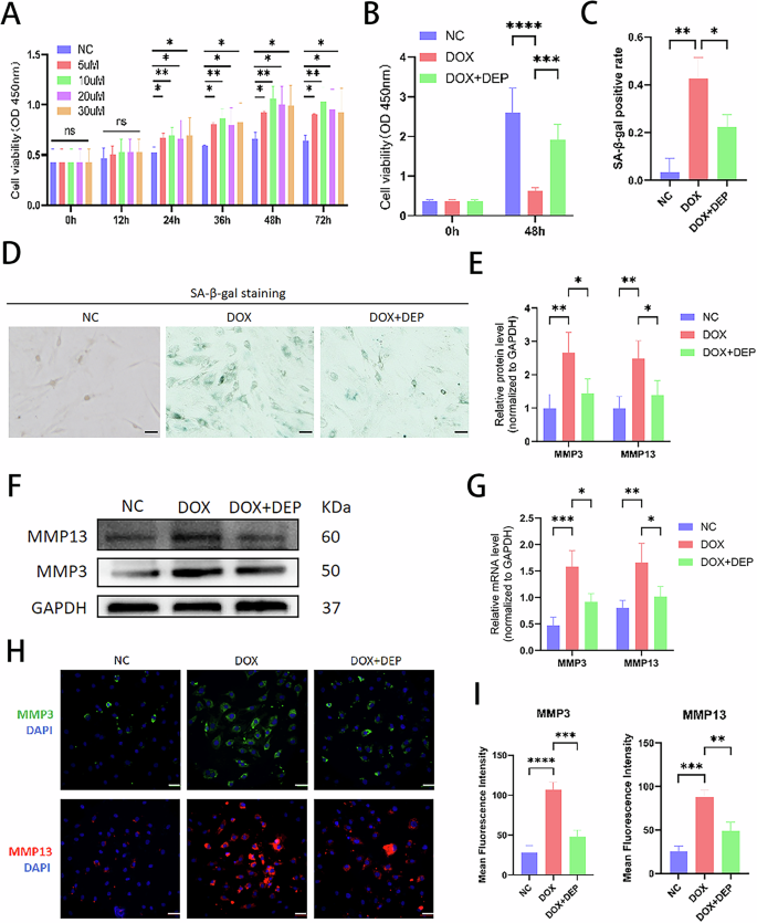 Fig. 2: Effects of DEPTOR recombinant protein concentrations on NPC viability and metalloproteinase expression.