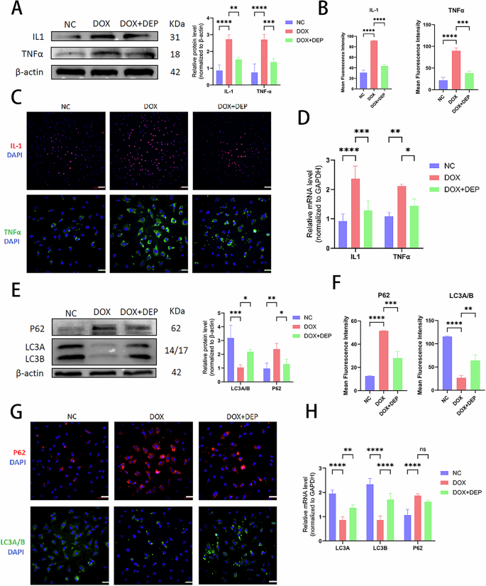 Fig. 4: Role of DEPTOR in inflammation, chemokine regulation, and cellular autophagy in NPCs.