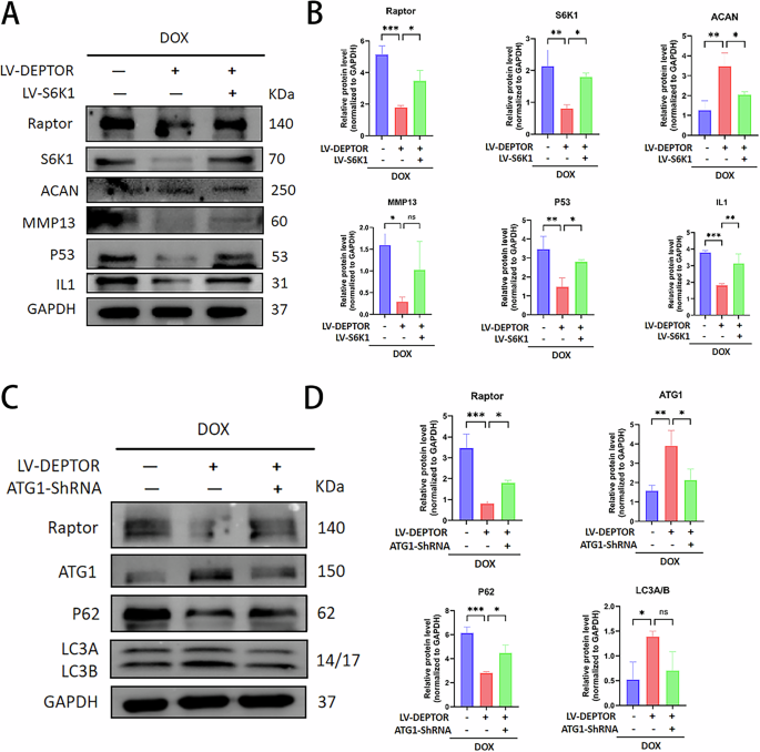 Fig. 5: DEPTOR regulates autophagy and SASP in NPCs via S6K1 and ATG1 pathways.