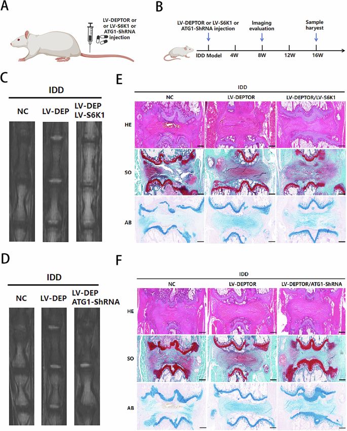 Fig. 6: DEPTOR delays intervertebral disk degeneration (IDD) progression in a rat IDD model.