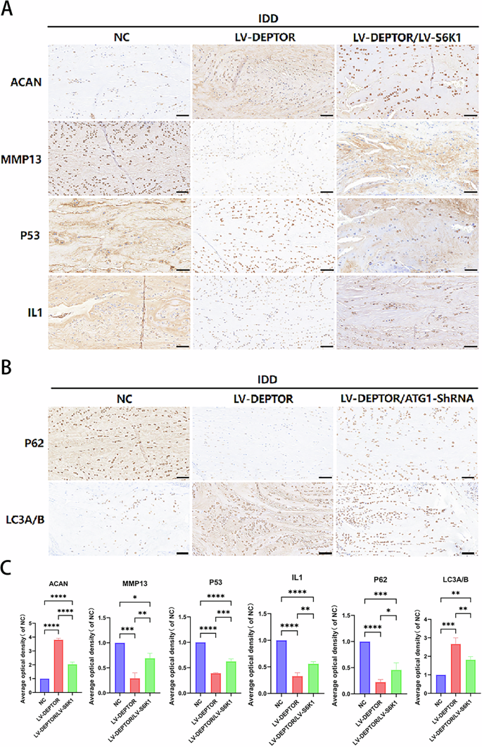 Fig. 7: Immunohistochemical (IHC) staining and quantitative analysis of rat intervertebral disk sections.