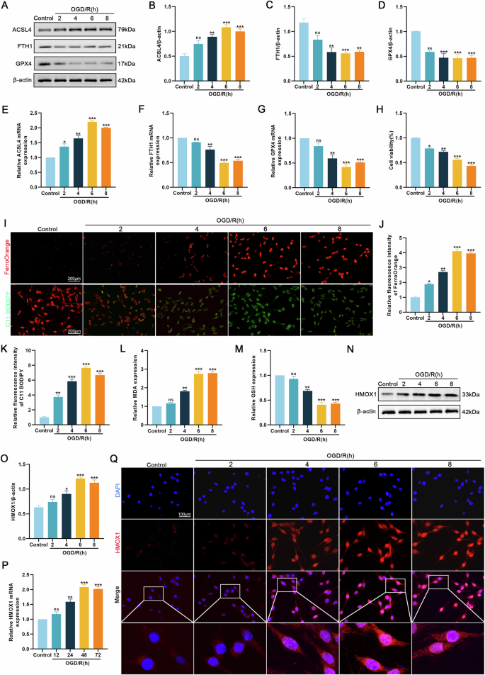 Fig. 2: OGD/R treatment induced ferroptosis and increased HMOX1 expression in PC12 cells.