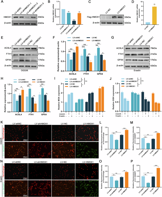 Fig. 3: HMOX1 promotes ferroptosis in vitro.