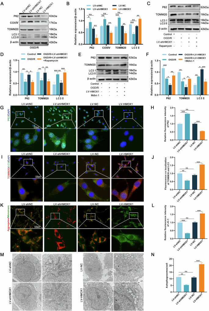 Fig. 5: HMOX1 is associated with excessive activation of mitophagy.