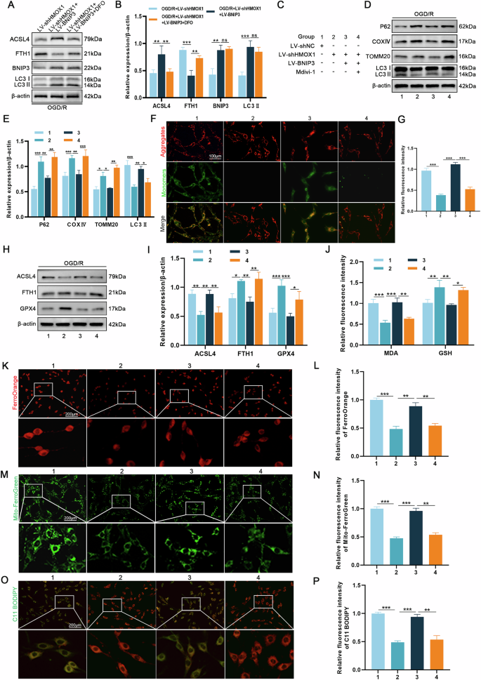 Fig. 6: HMOX1 interacts with BNIP3 to regulate ferroptosis through the process of mitophagy.