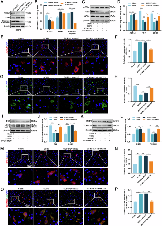 Fig. 8: HMOX1 knockdown inhibits ferroptosis and excessive mitophagy in SCIRI rats.