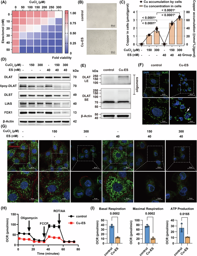 Fig. 4: CuCl₂ and copper ionophores induce cuproptosis in rat hepatocytes.