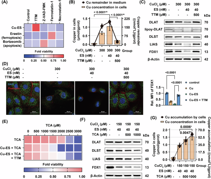Fig. 5: Copper overload induces distinct copper-dependent cell death, and TCA further exacerbates cuproptosis via enhanced copper accumulation.