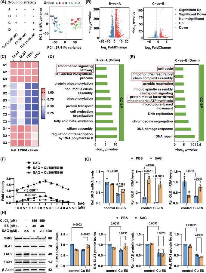 Fig. 6: RNA-seq reveals possible molecular mechanisms driving cuproptosis and TCA-mediated exacerbation.