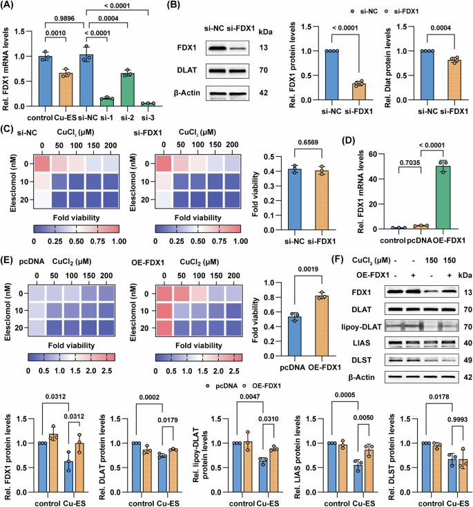 Fig. 7: FDX1 plays a complex regulatory role in hepatocyte cuproptosis.