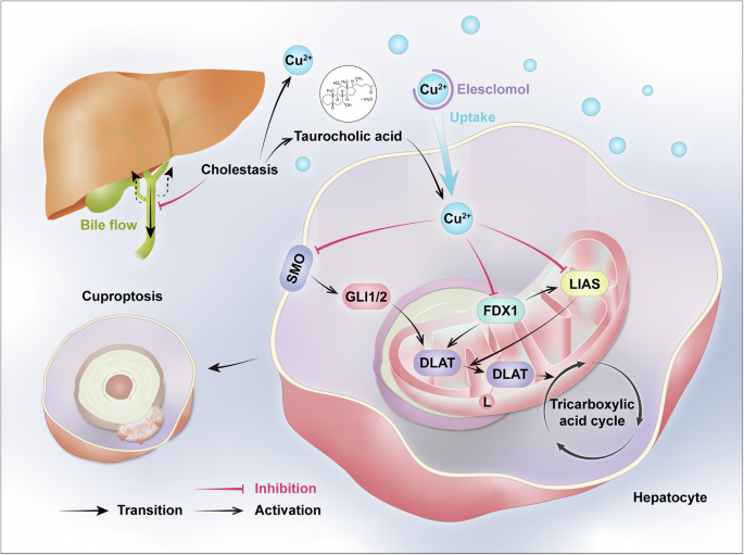 Fig. 8: A schematic diagram illustrates a novel cuproptosis-mediated pathogenic mechanism driving cholestatic liver injury.