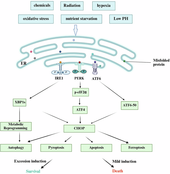 Fig. 1: Mechanisms of unfolded protein response (UPR) pathways in determining cell fate under tumor microenvironment (TME) stress.