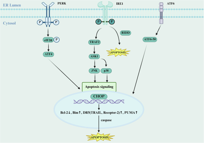 Fig. 2: ERS-induced apoptosis.