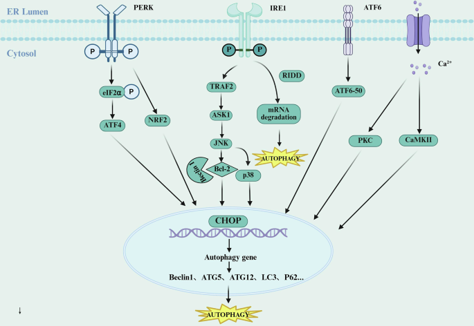 Fig. 3: ERS-induced autophagy.