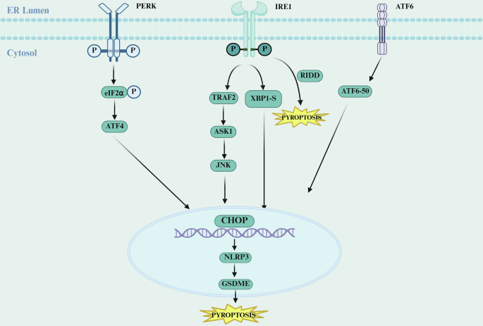 Fig. 4: ERS-induced pyroptosis.