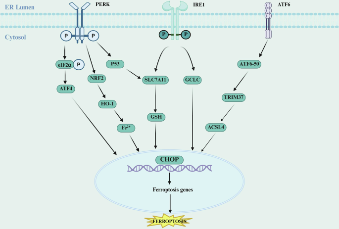 Fig. 5: ERS-induced ferroptosis.