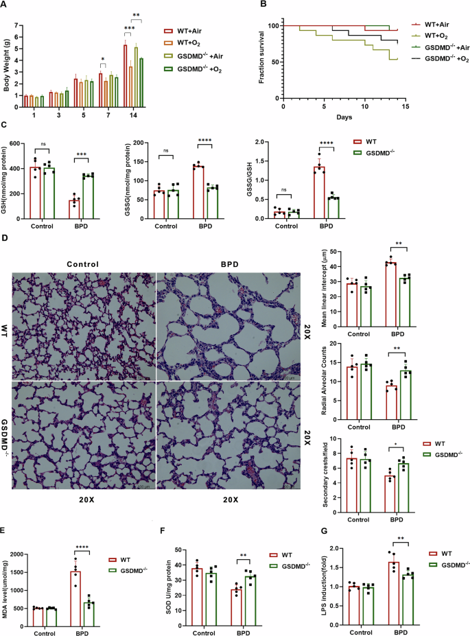 Fig. 1: GSDMD knockout protects against BPD.