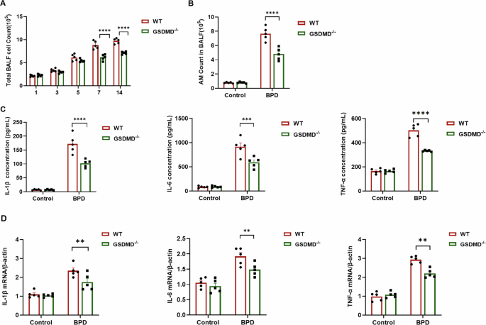 Fig. 3: GSDMD knockout alters macrophage phenotype and activation.