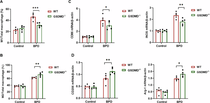 Fig. 4: GSDMD knockout promotes macrophage polarization from M1 to M2.