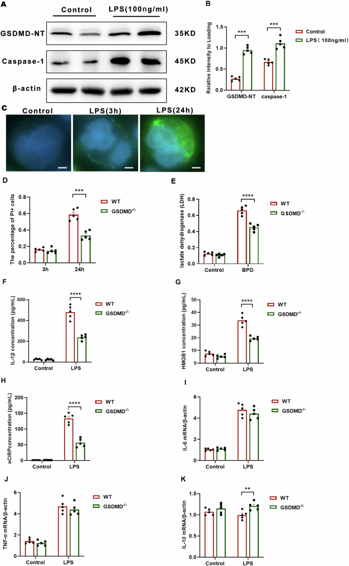 Fig. 5: GSDMD knockout inhibits pyroptotic stimuli-induced IL-1β release in macrophages.