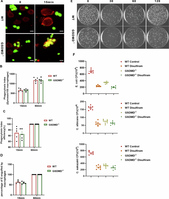 Fig. 6: GSDMD knockout boosts macrophage pathogen-killing capacity.
