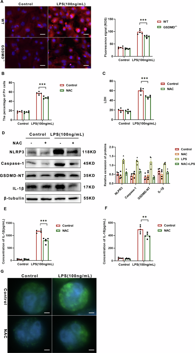 Fig. 7: ROS drive macrophage pyroptosis via GSDMD N-terminal cleavage and pore formation.