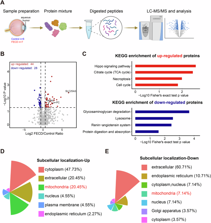 Fig. 2: Proteomic profiling of the aqueous humor in FECD patients.