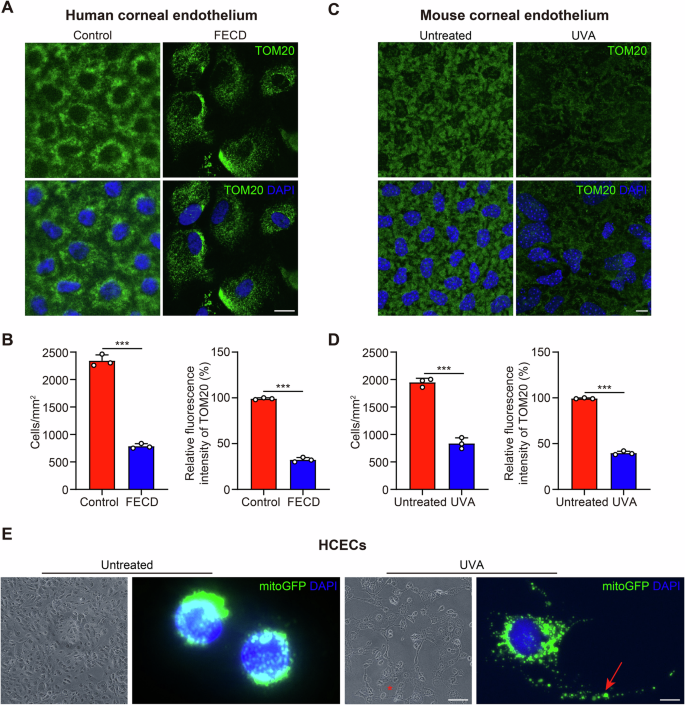 Fig. 4: Enhanced release of extracellular mitochondria in FECD CECs.