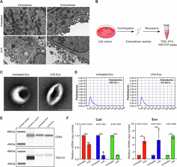 Fig. 5: Mitochondrial positioning and release type in HCECs with or without UVA exposure.