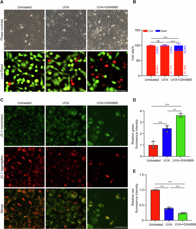 Fig. 6: Cell viability and mitochondrial function of FECD HCECs with or without GW4869.